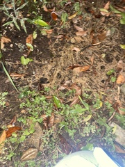 Lampropeltis triangulum