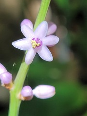 Liriope graminifolia