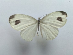 Leptosia nina