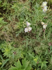 Linaria repens