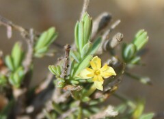 Struthiola ciliata