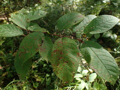 Pucciniastrum areolatum