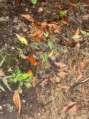 Lampropeltis triangulum