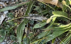 Trimerotropini