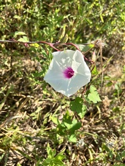 Ipomoea pandurata