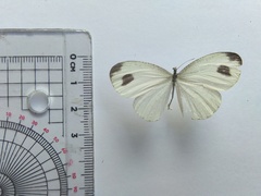 Leptosia nina