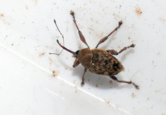 Curculio glandium