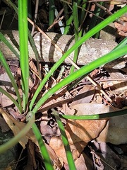 Liriope graminifolia