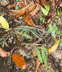 Lampropeltis triangulum