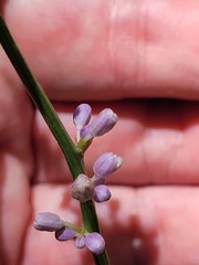 Liriope graminifolia