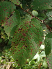 Pucciniastrum areolatum