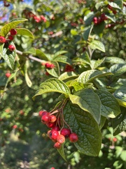 Cotoneaster rehderi