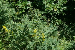 Vicia cassubica