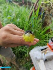 Todirostrum cinereum