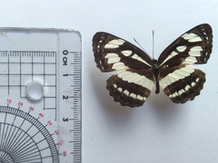 Neptis hylas