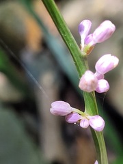 Liriope graminifolia
