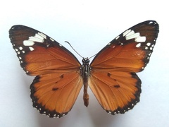 Danaus chrysippus