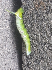 Protambulyx strigilis