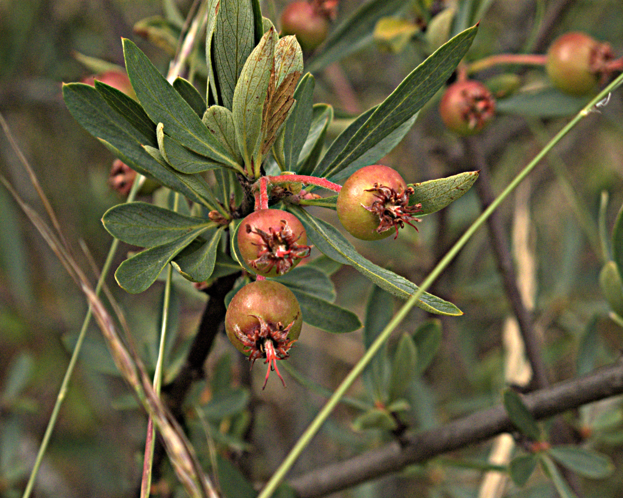 Peraphyllum