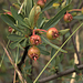 Peraphyllum - Photo (c) John Rusk, algunos derechos reservados (CC BY-NC-SA)