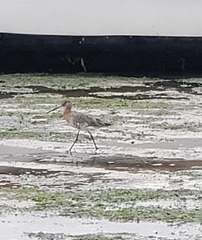 Limosa limosa
