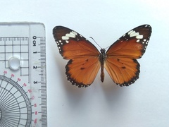 Danaus chrysippus