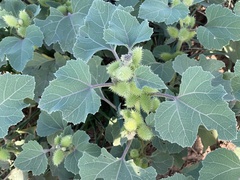 Xanthium orientale