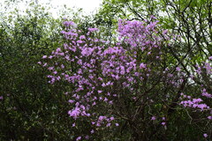 Rhododendron mariesii