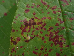 Pucciniastrum areolatum