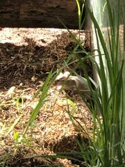 Rodentia