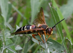 Sphecius speciosus