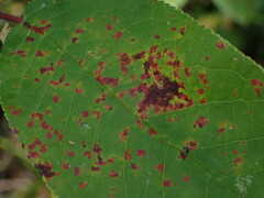 Pucciniastrum areolatum