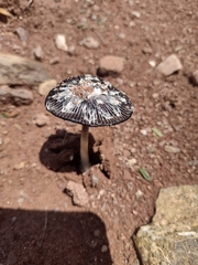 Coprinopsis picacea