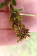 Lespedeza violacea