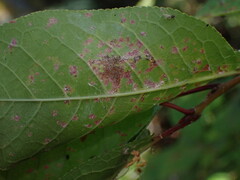 Pucciniastrum areolatum