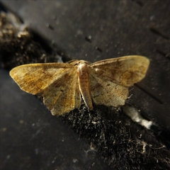 Hypagyrtis