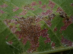 Pucciniastrum areolatum