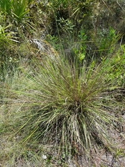 Sorghastrum secundum
