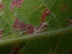 Pucciniastrum areolatum