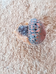Mastophora carpogaster