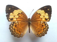 Cupha erymanthis