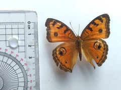 Junonia almana