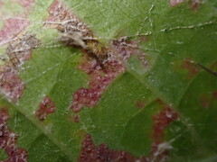 Pucciniastrum areolatum