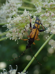 Rutpela maculata