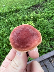 Hortiboletus campestris