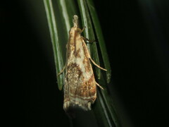Microcrambus elegans