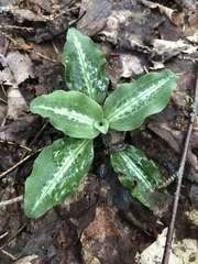 Goodyera oblongifolia