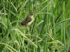 Sporophila morelleti