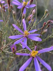Galatella angustissima