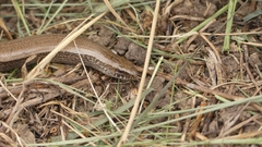 Anguis fragilis